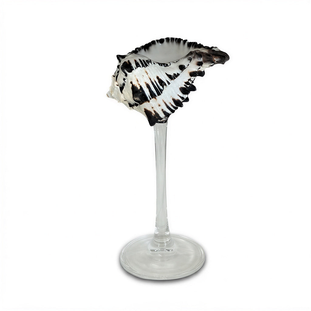 London Atelier Byproduct Shell Champagne Glass With Stem