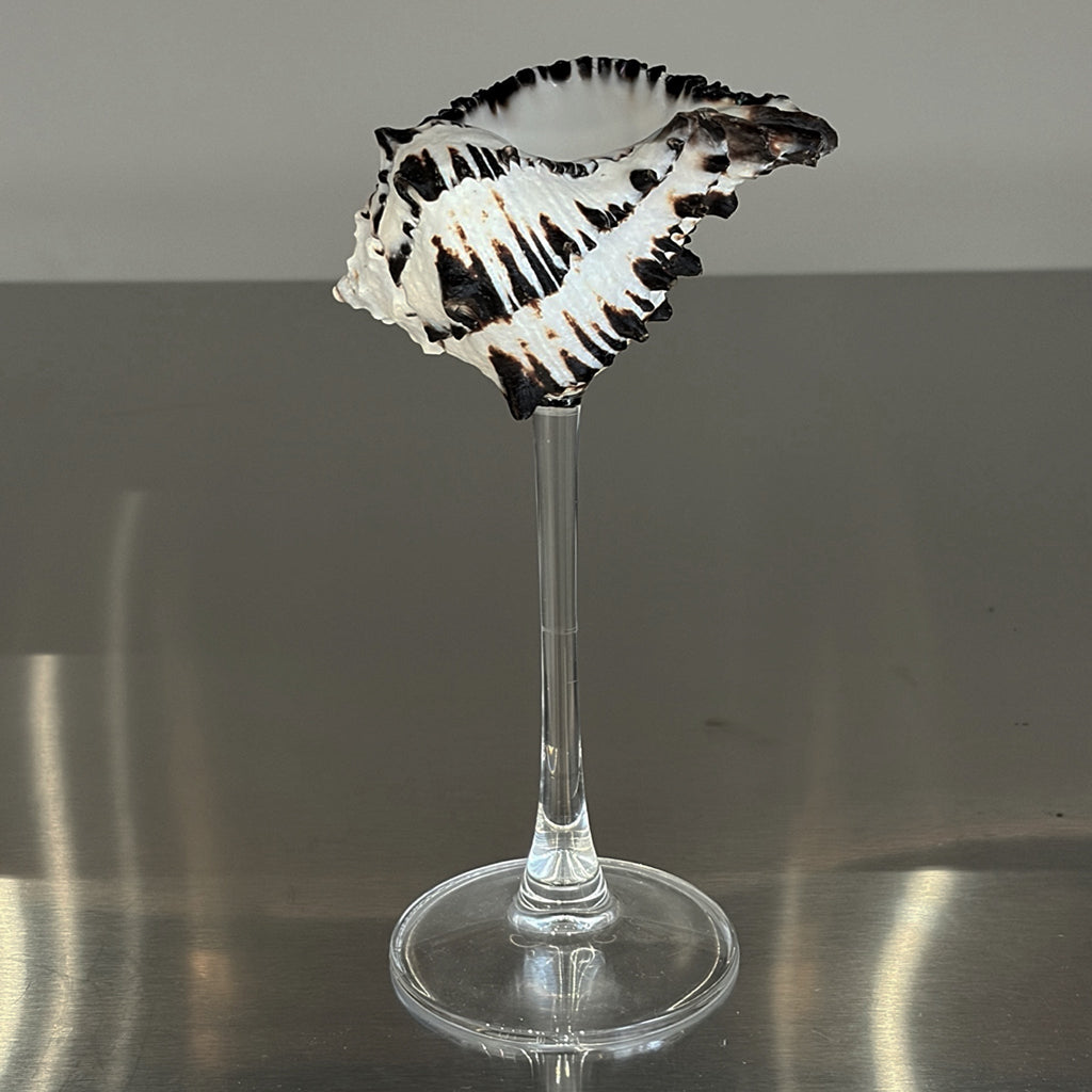 London Atelier Byproduct Shell Champagne Glass With Stem