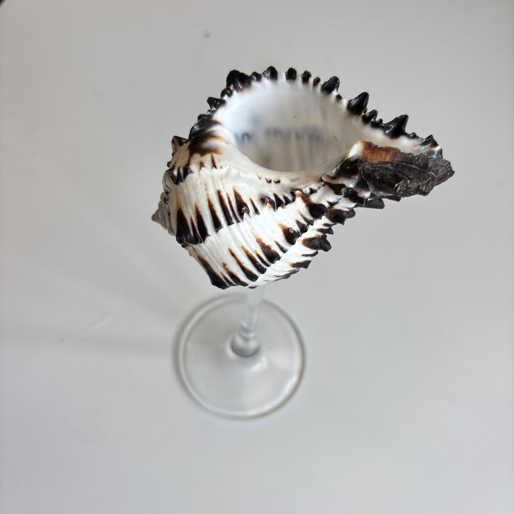 London Atelier Byproduct Shell Champagne Glass With Stem