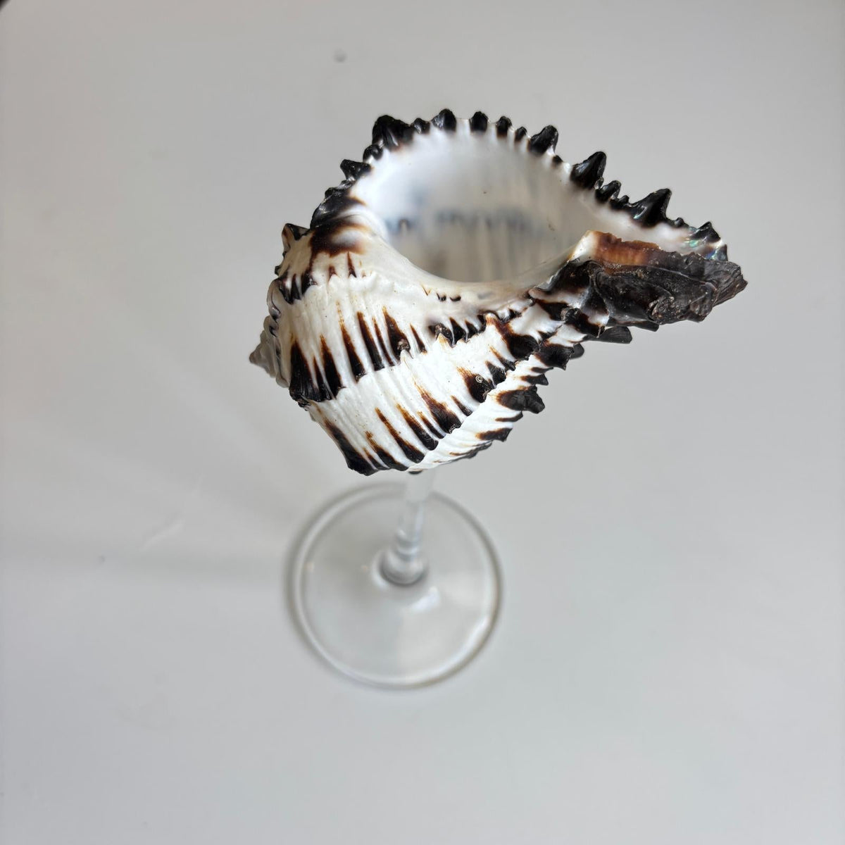 London Atelier Byproduct Shell Champagne Glass With Stem