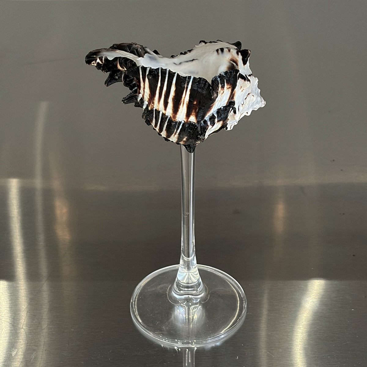 London Atelier Byproduct Shell Champagne Glass With Stem