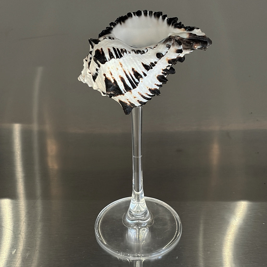 London Atelier Byproduct Shell Champagne Glass With Stem