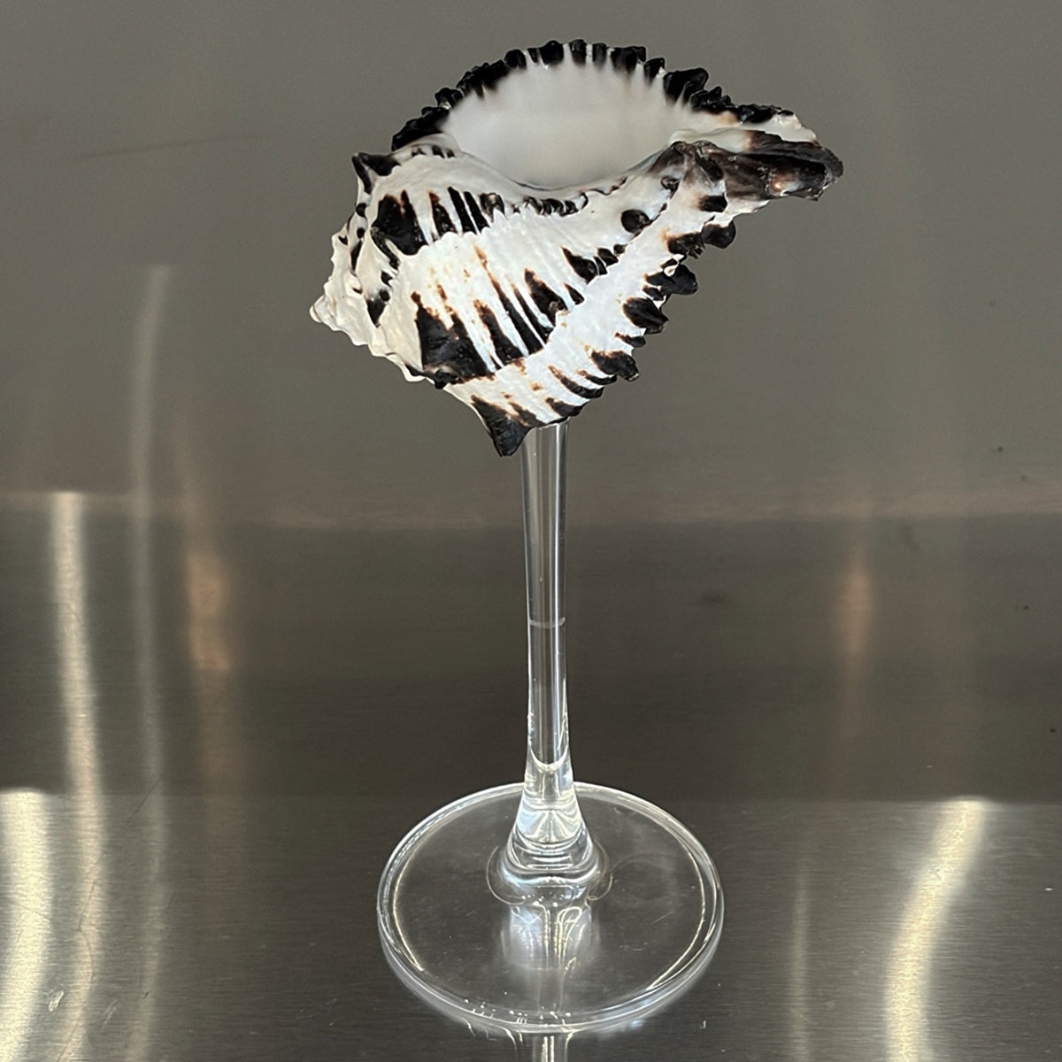 London Atelier Byproduct Shell Champagne Glass With Stem